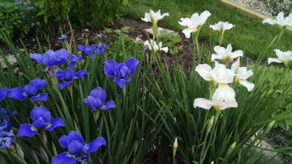 Purple and white irises bloom side by side in a garden bed with green grass and plants in the background.
