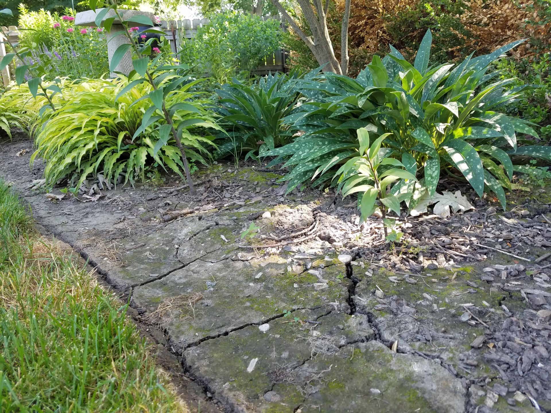 A garden bed with green leafy plants and dry, cracked soil next to a patch of grass. Sunlight filters through the trees, highlighting the different textures and shades of green.