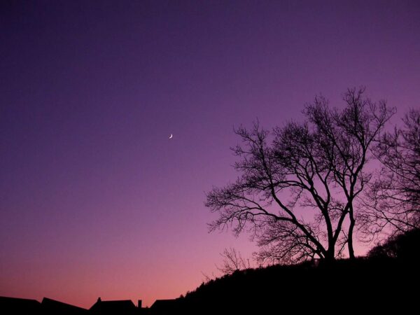 A crescent moon hangs in a purple and pink twilight sky above silhouetted houses and a bare tree branch.