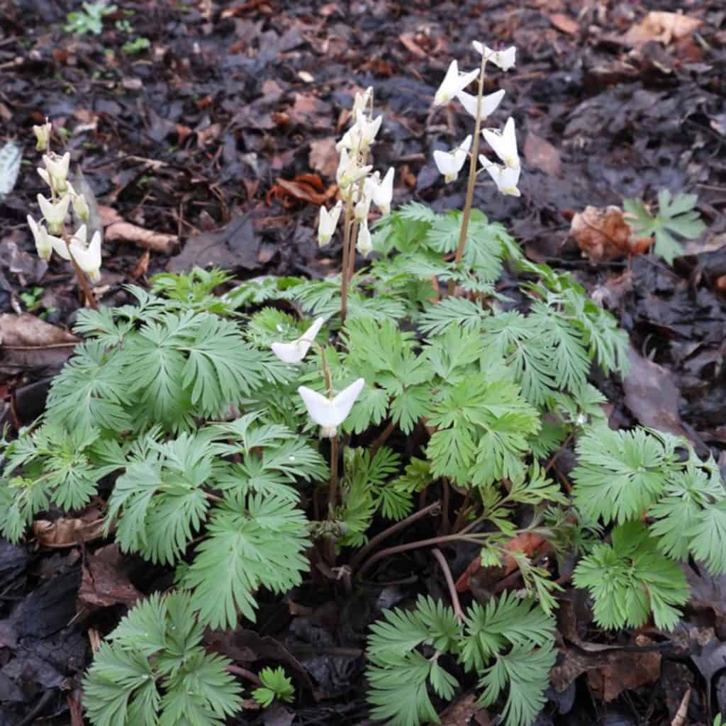 A small green plant with delicate, fern-like leaves and white, upward-facing flowers growing in dark, damp soil with scattered brown leaves.