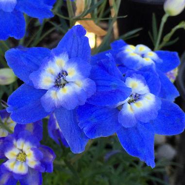 Bright blue flowers with five petals each, featuring white and yellow centers, are in focus. Green leaves and more blue flowers can be seen blurred in the background.