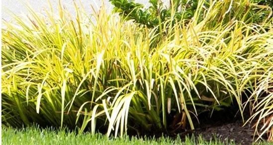 Green and yellow ornamental grass grows in a dense cluster next to a small patch of green lawn, with a few leafy shrubs and mulch in the background.