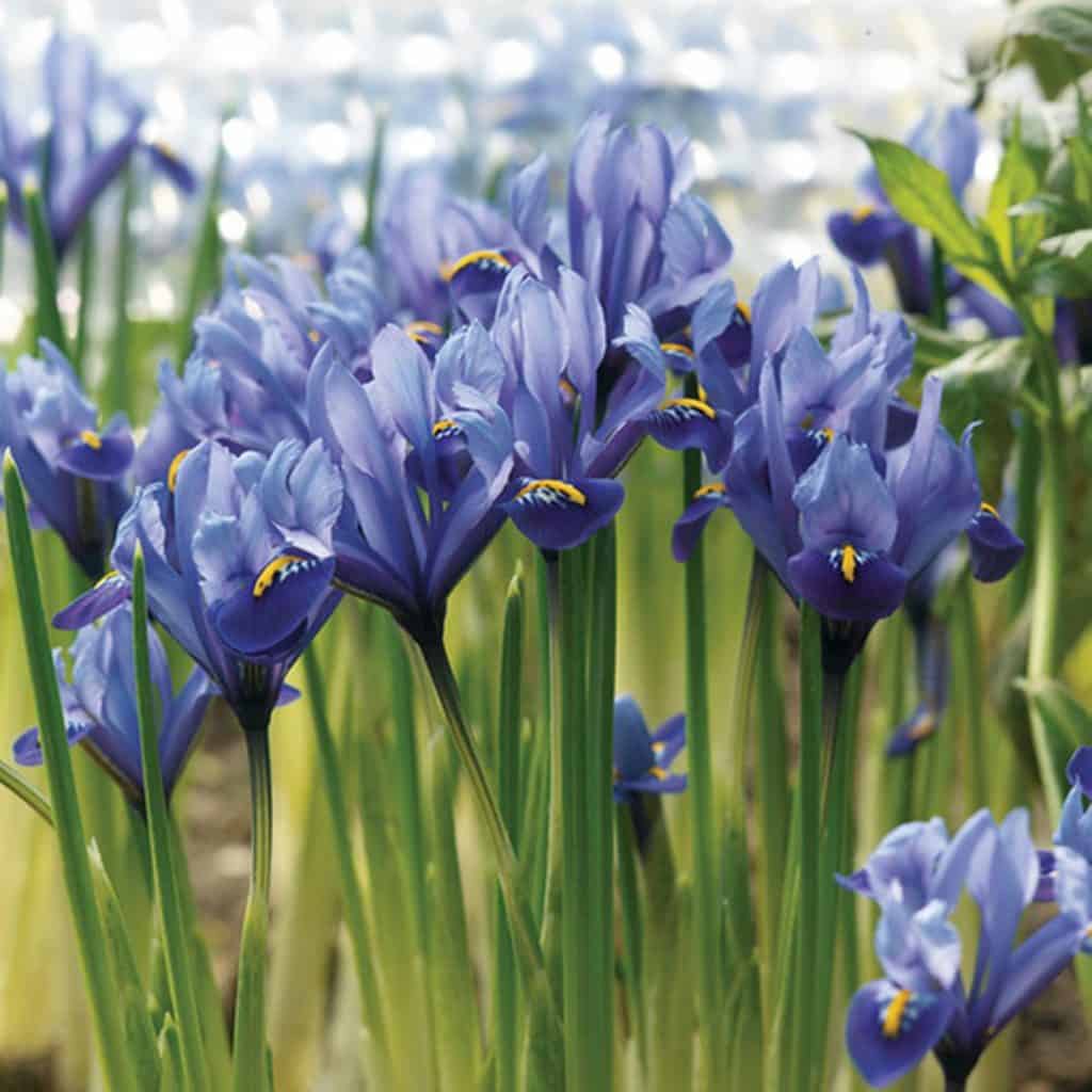 Cluster of blooming blue iris flowers with tall green stems and leaves, set outdoors with a softly blurred background.