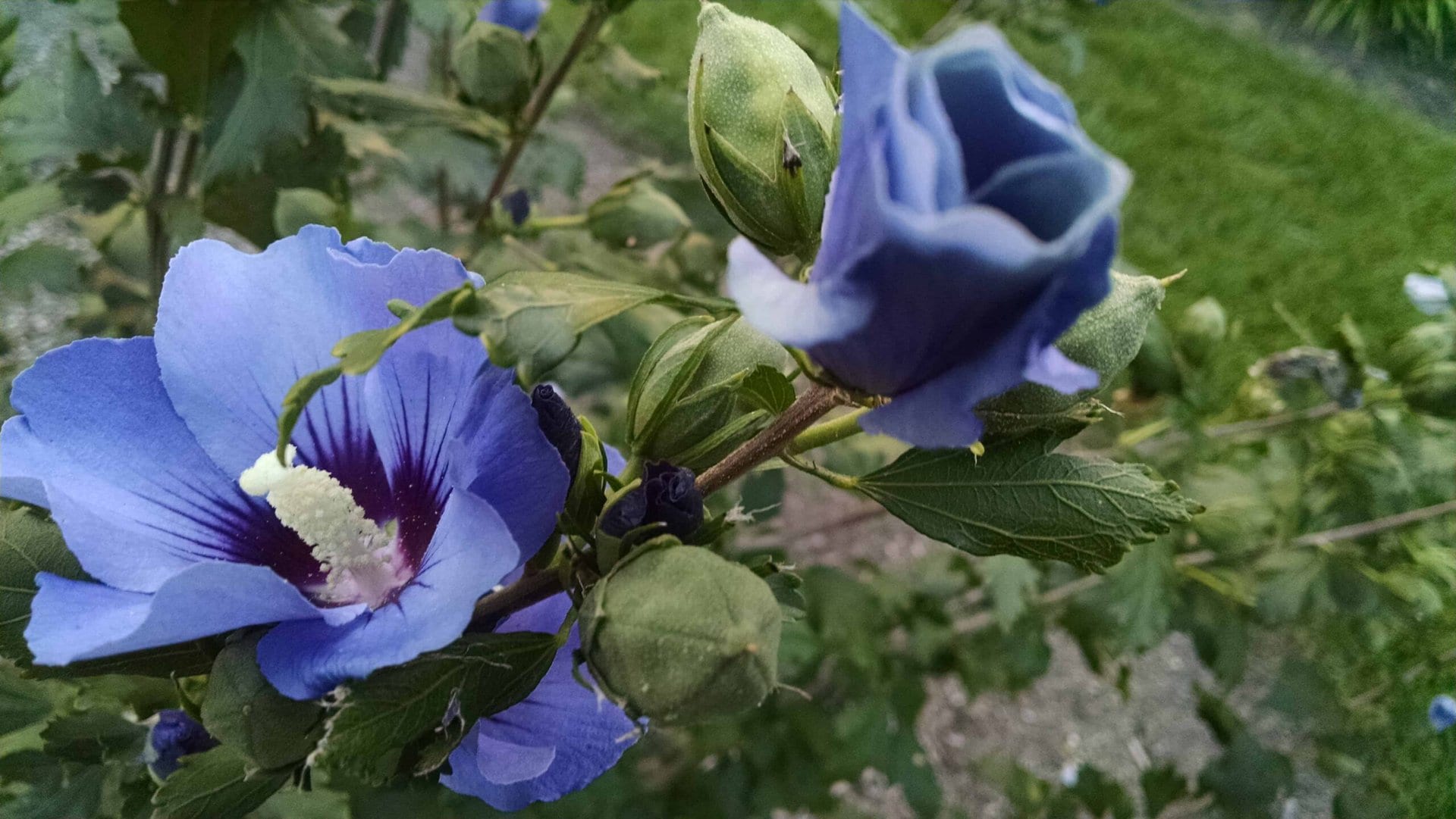 A close-up of a blue hibiscus flower in bloom with a second bud about to open, surrounded by green leaves and stems, against a blurred garden background.