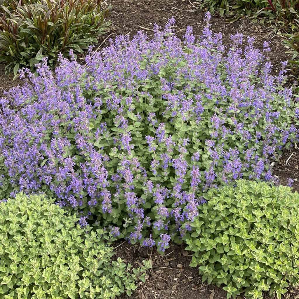 A dense cluster of small, purple flowers with green foliage grows in a garden bed, surrounded by other green plants and soil.