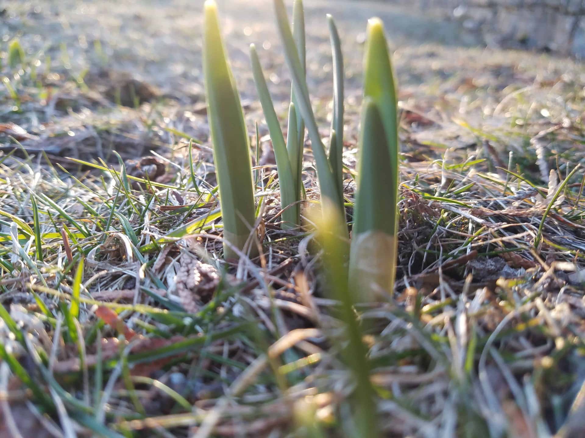 Close-up of green plant shoots emerging from the ground in early spring sunlight, surrounded by grass and dry leaves.