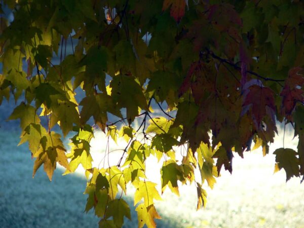 Sunlight shines through green and yellow maple leaves on a tree, casting shadows and highlighting the leaf edges. The background is softly blurred, creating a peaceful, autumnal scene.