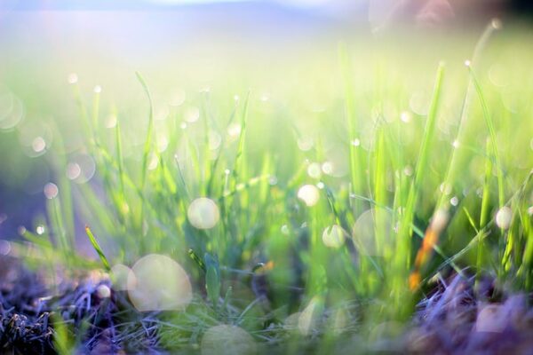 Close-up of green grass blades with morning dew, bathed in soft sunlight. The background is blurred with bokeh light effects, creating a dreamy, serene atmosphere.