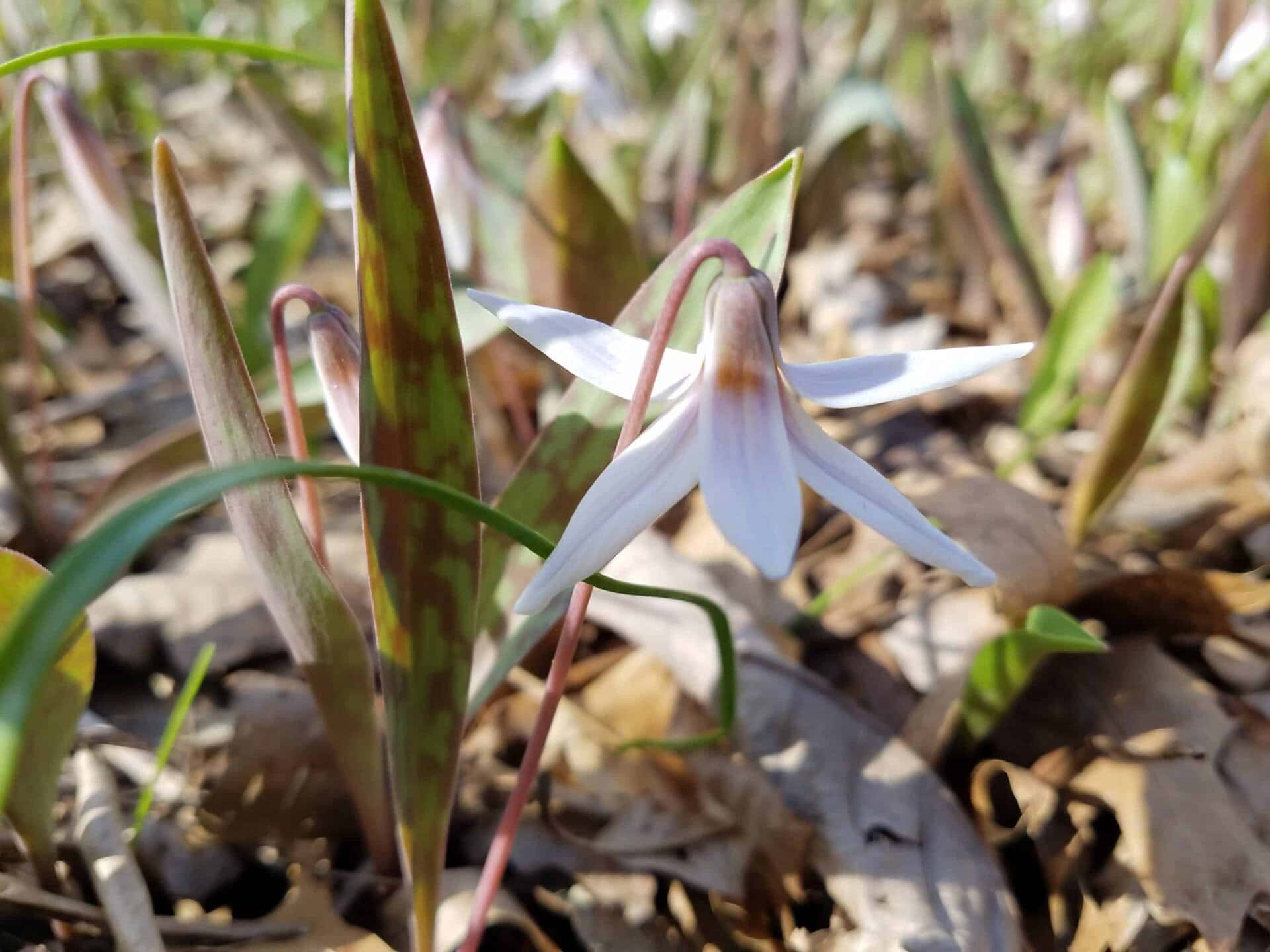 Close-up of a white wildflower with mottled green leaves, growing among dry brown leaves and grass on the forest floor, basking in sunlight.