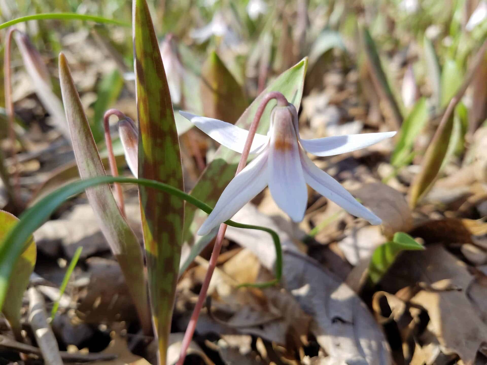 Close-up of a delicate white wildflower with purple veins, bent downward amid green leaves and brown fallen leaves on the ground. Bright sunlight enhances the details of petals and foliage, capturing a natural springtime scene.