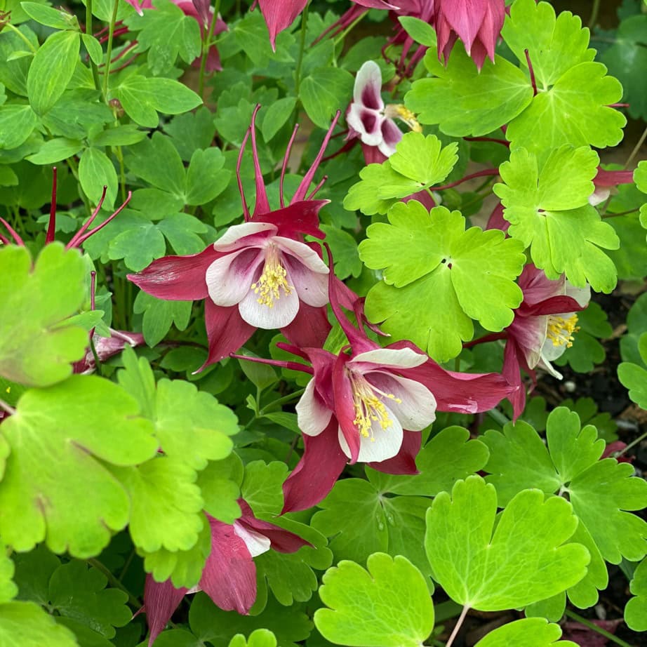 Red and white columbine flowers with yellow centers are surrounded by bright green, three-lobed leaves. The blooms stand out against the dense foliage in a garden setting.