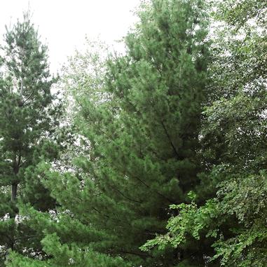 Tall green pine trees and leafy branches stand closely together under a bright, overcast sky.