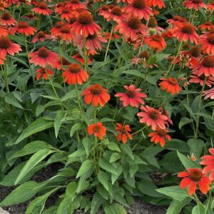 A cluster of vibrant orange-red coneflowers with dark centers grows among dense green leaves in a garden bed.