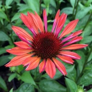 A vibrant orange and pink coneflower blooms, with pointed petals radiating from a spiky dark center, surrounded by green leaves in the background.