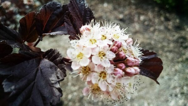 Close-up of a cluster of small pale pink and white flowers with dark maroon leaves in the background, set against a blurred outdoor ground.