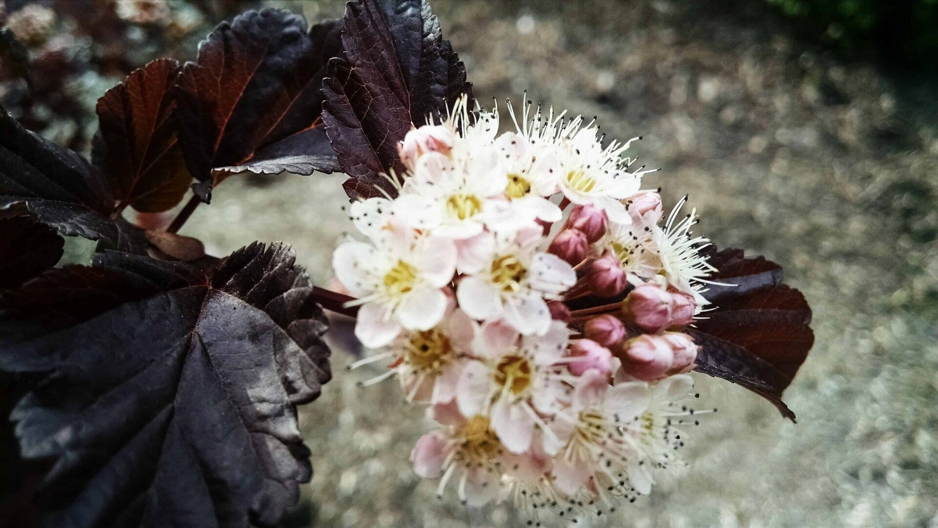 A close-up of a cluster of small white and pale pink flowers with long stamens, surrounded by dark purple-brown leaves on a blurred outdoor background.