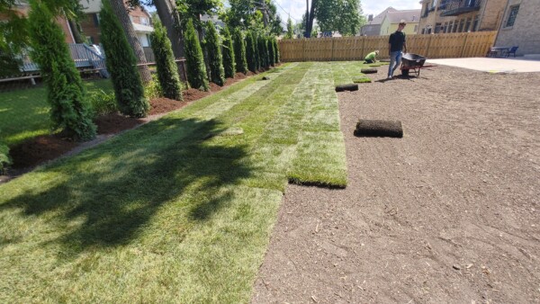 Fresh sod is being laid on a backyard lawn. Rolled sod pieces and a wheelbarrow are visible, with one person working nearby. Tall trees and a wooden fence line the yard.