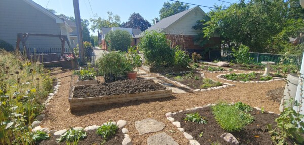 A sunny backyard garden with raised beds, stone-edged paths, various plants, and a birdbath. Houses and trees surround the garden, which features neat, mulched walkways and a tidy, organized layout.
