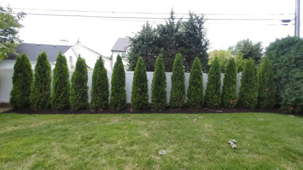 A row of tall, green arborvitae trees is planted along a fence in a backyard with a grassy lawn and houses visible in the background.
