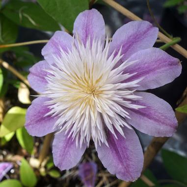 A purple and white clematis flower in bloom, with pointed petals and a spiky central cluster, surrounded by green leaves and stems.