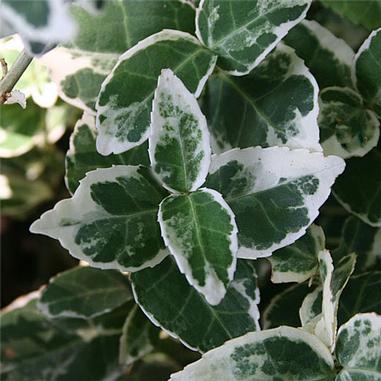 Green leaves with white, irregular edges and veins. The foliage appears dense and healthy, displaying a marbled pattern with both dark and light green shades surrounded by creamy white borders.