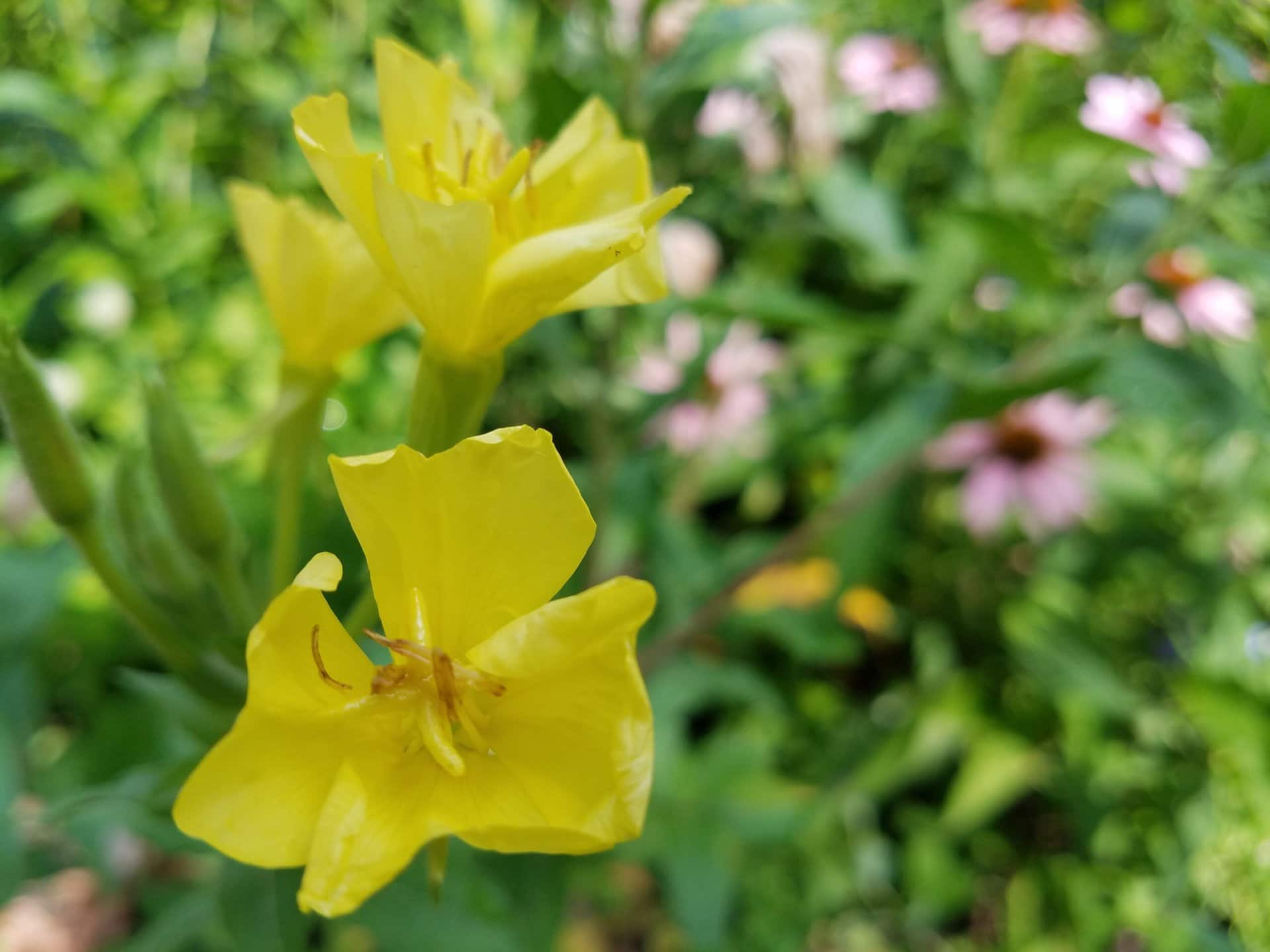 Close-up of two yellow flowers in bloom, with green stems and blurred pink and green foliage in the background, capturing a vibrant garden scene.