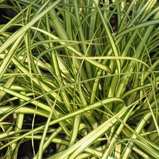 Close-up of green and yellow variegated grass-like plant leaves overlapping each other, with sunlight highlighting the narrow, striped foliage.