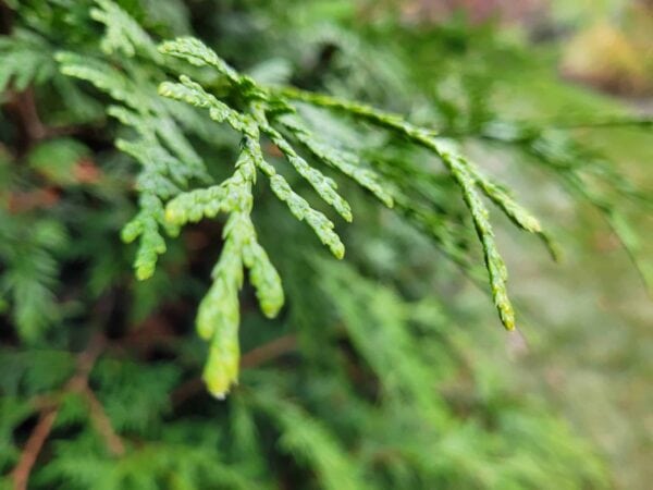 Close-up of green conifer tree branches with a blurred background, highlighting the detailed texture and vibrant color of the foliage.
