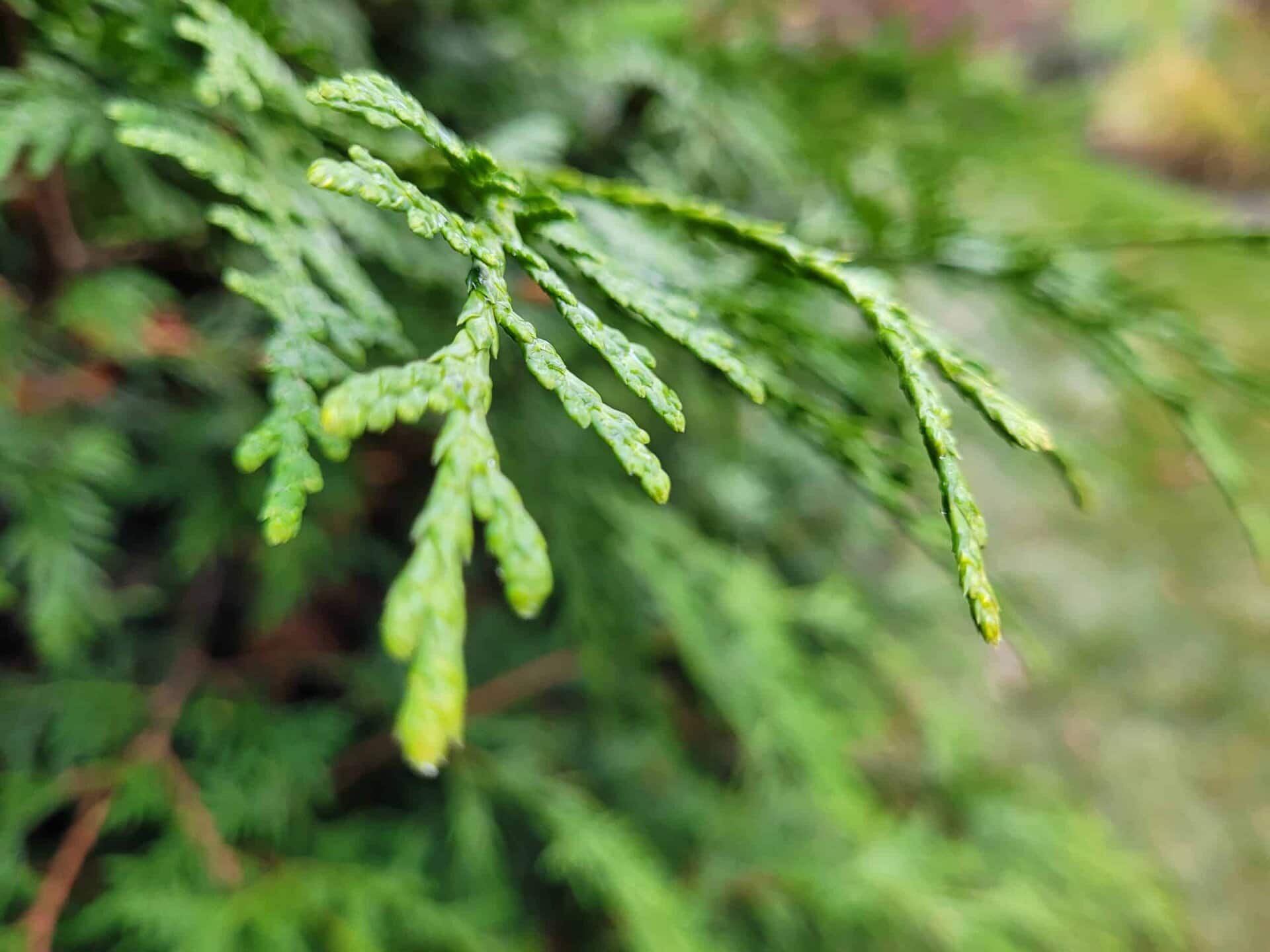 Close-up of green conifer tree branches with a blurred background, highlighting the detailed texture and vibrant color of the foliage.