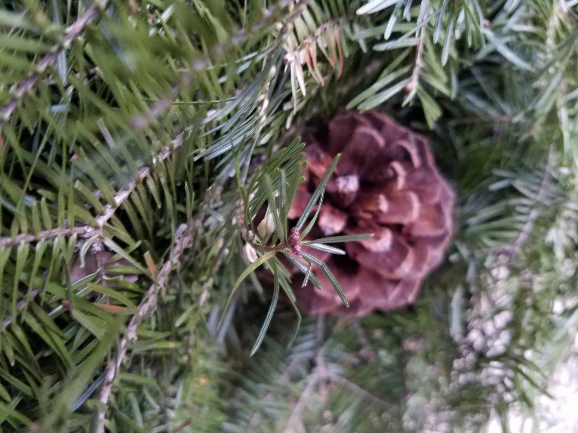 A brown pine cone nestled among green pine needles, with the image viewed from a close-up angle.