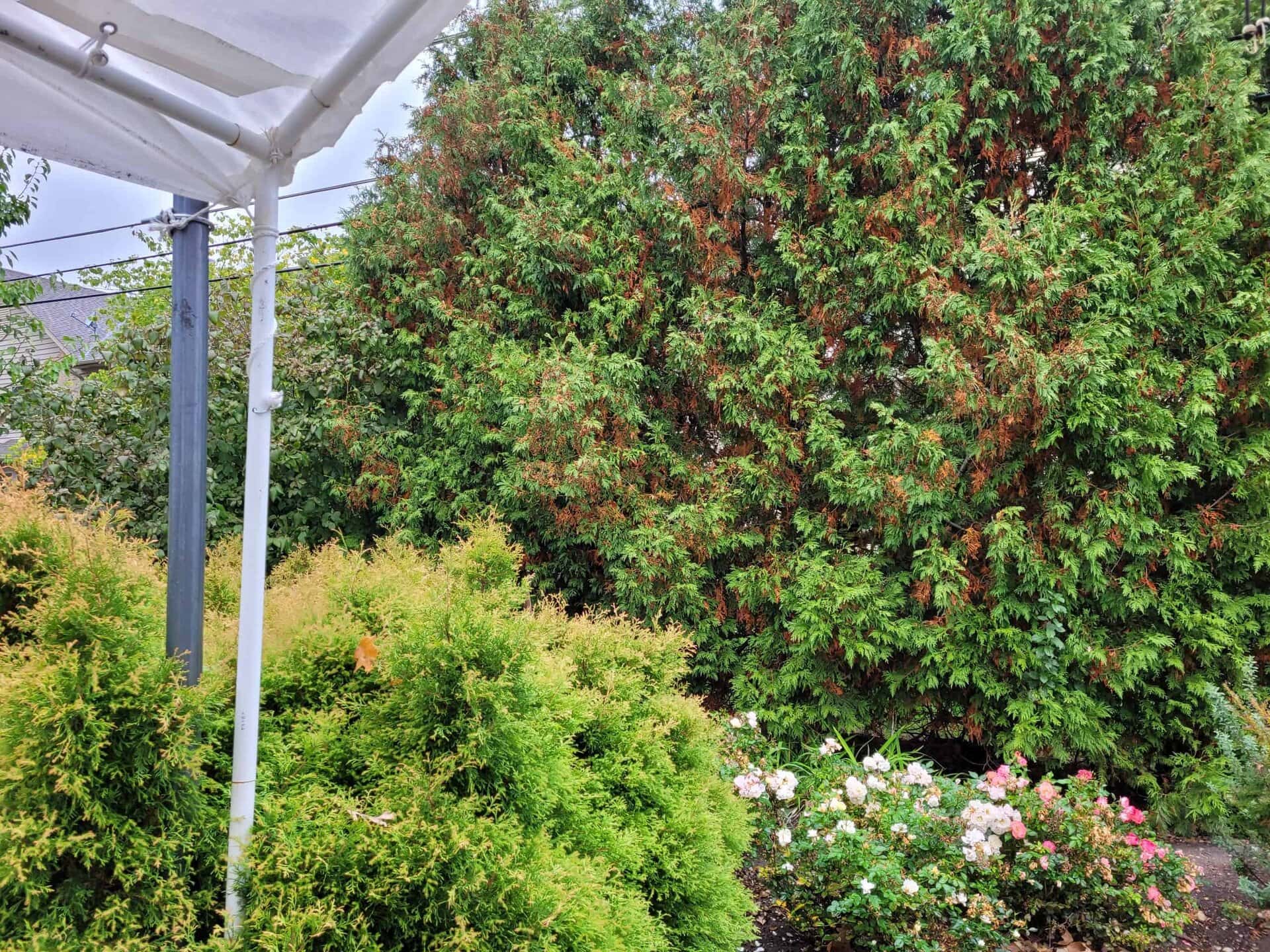 Lush garden with tall evergreen trees, bushes, and blooming rose bushes. A white metal pole and part of a canopy are visible on the left side of the image.