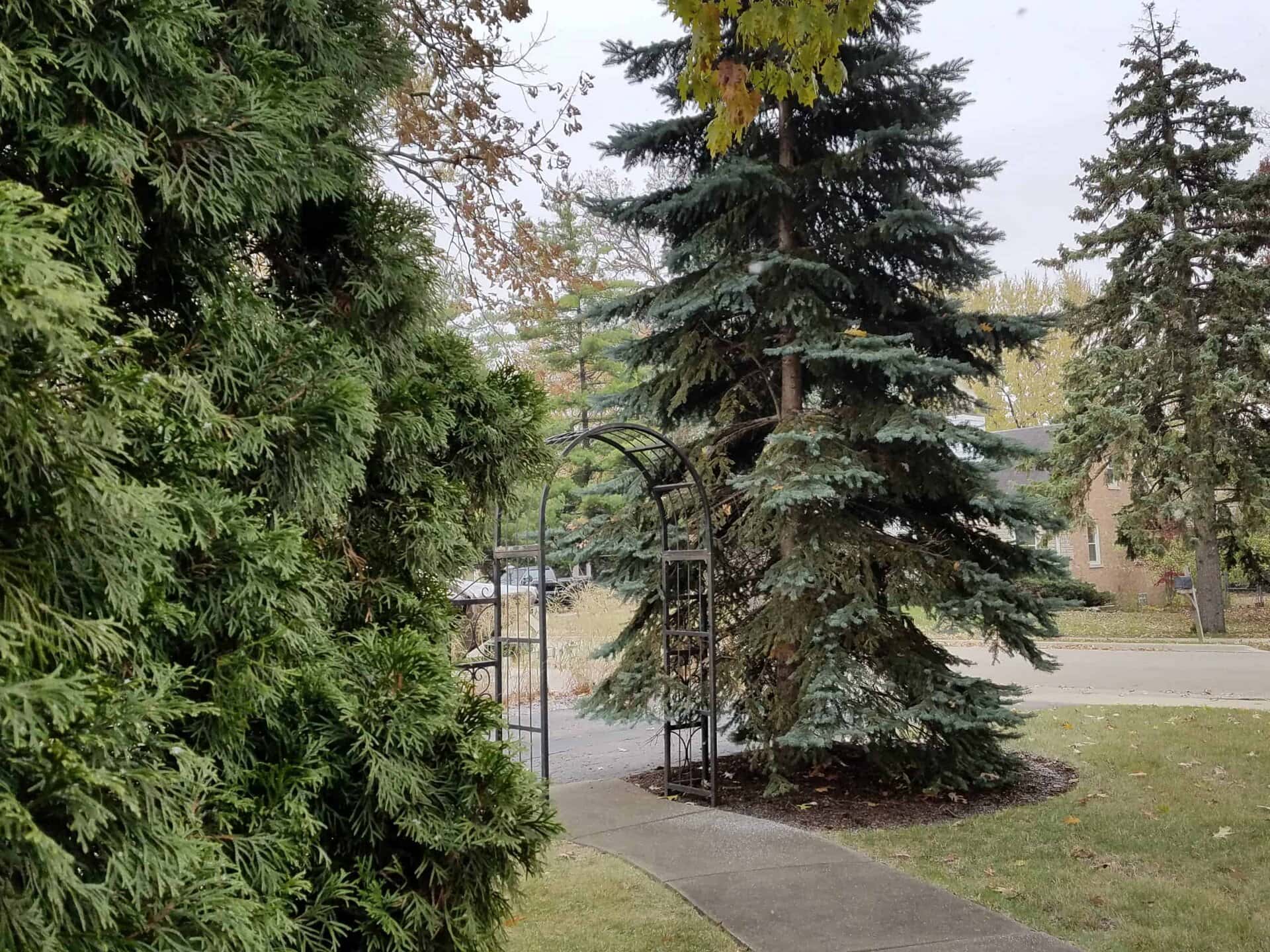 A metal garden arch stands near a sidewalk, surrounded by evergreen trees and grass, with a house and more trees visible in the background on a cloudy day.
