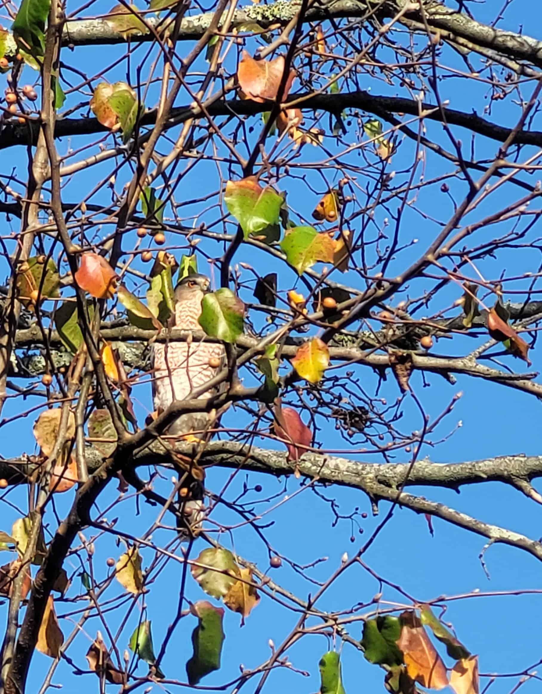 A hawk perches on a branch among sparse autumn leaves, blending in with the tree. The sky is bright blue in the background.