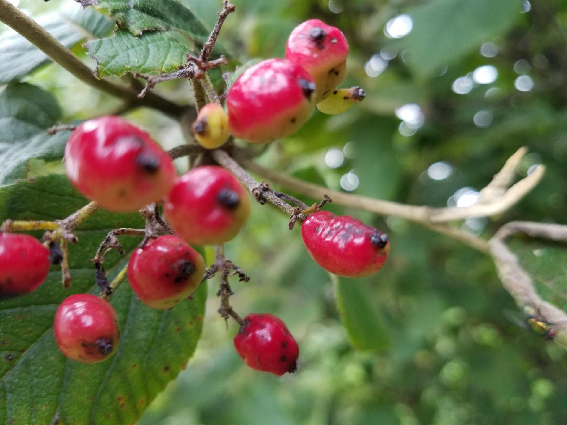 Close-up of a cluster of small, red berries on a branch with green leaves and a blurred leafy background. Some berries have dark spots on their tips.