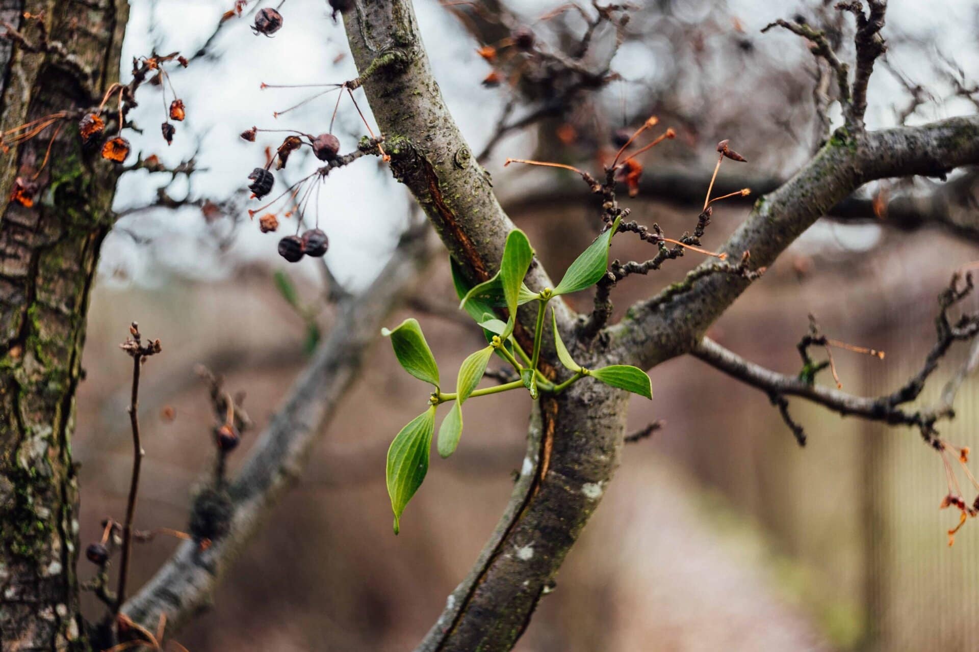 A close-up of tree branches with a few green leaves sprouting amid mostly bare, brown branches and dried berries, set against a blurred outdoor background.