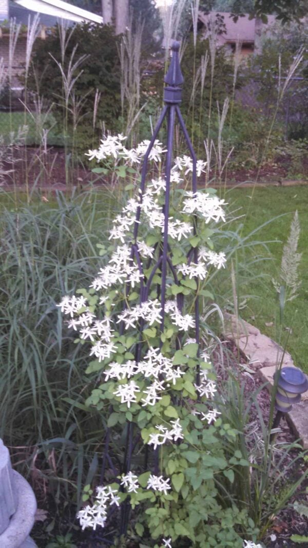 A black metal trellis stands in a garden, covered with green vines and clusters of small white star-shaped flowers, surrounded by tall grasses and a stone path.