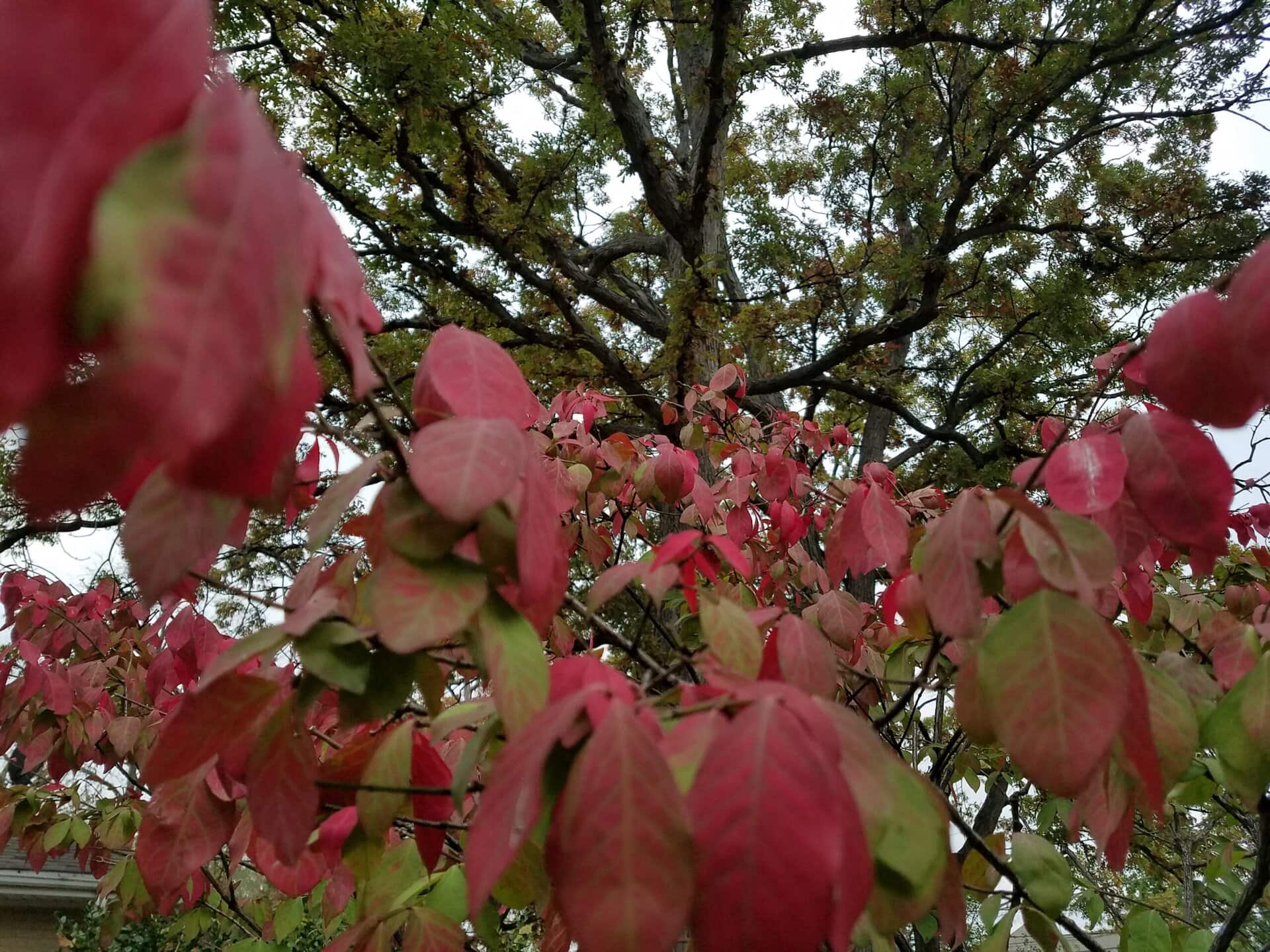 Red and green leaves dominate the foreground, with a large tree and cloudy sky visible in the background. The focus is on the colorful leaves, suggesting a change of seasons, likely early autumn.