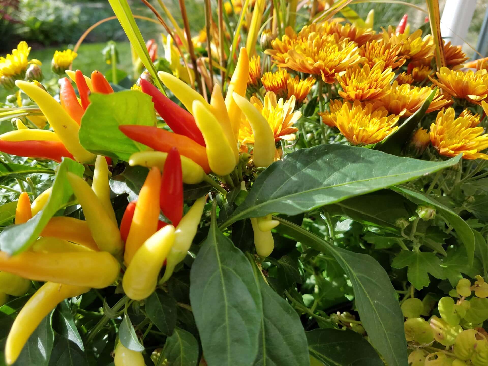 A cluster of vibrant red and yellow chili peppers grows among green leaves, with bright orange chrysanthemums blooming in the background under natural sunlight.