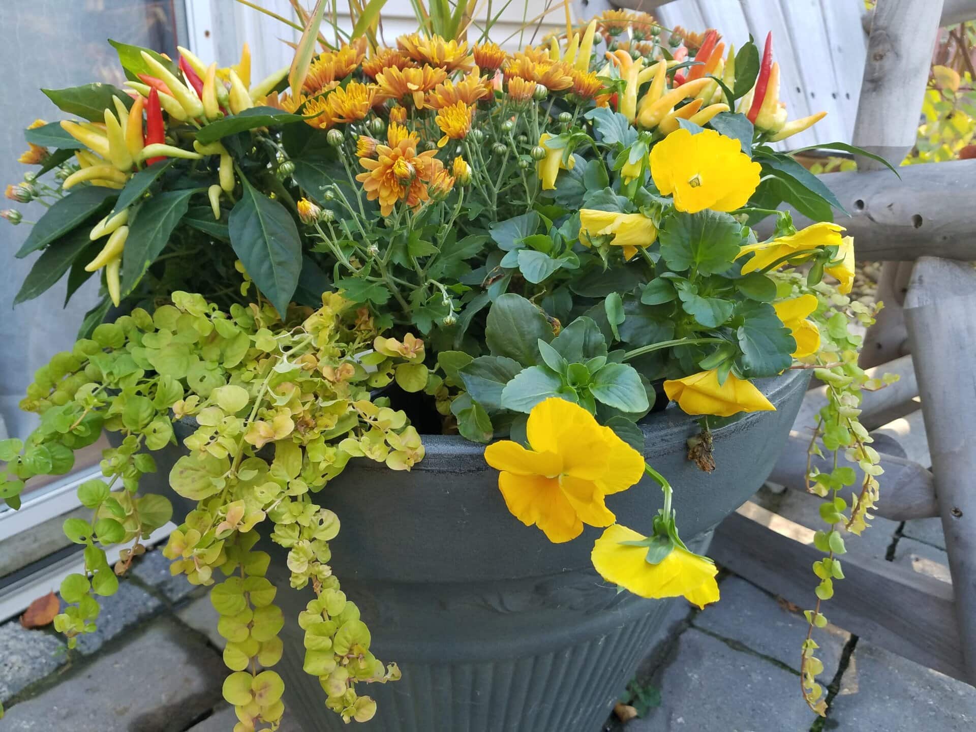 A gray planter filled with yellow pansies, orange chrysanthemums, ornamental peppers, and trailing greenery sits on a stone patio near a rustic wooden bench.
