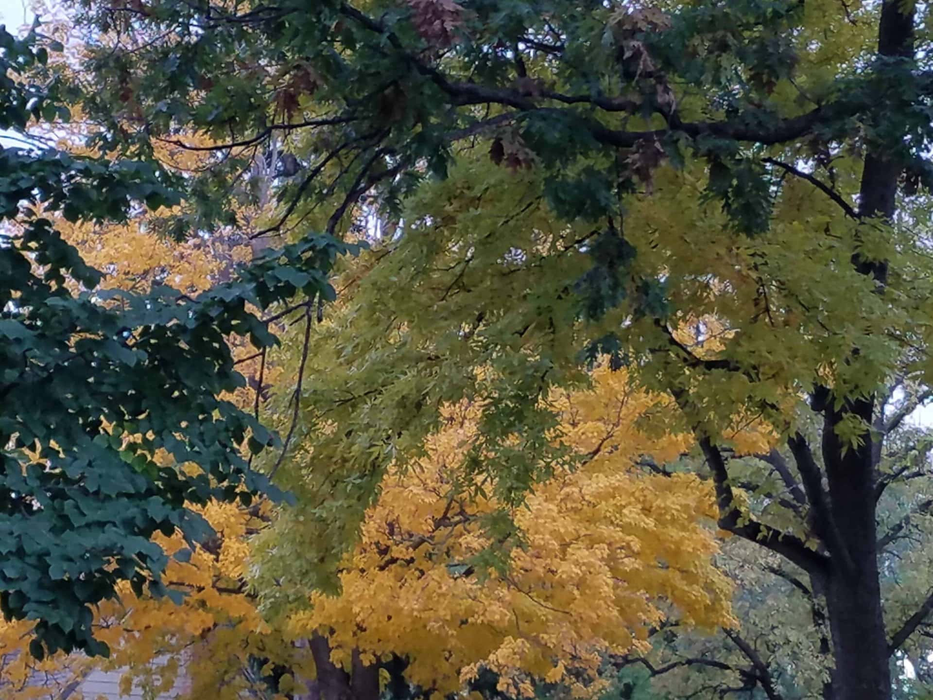 Branches with green and yellow leaves fill the image, showing trees in early autumn. The scene is densely packed with foliage, blending different shades of green and yellow.