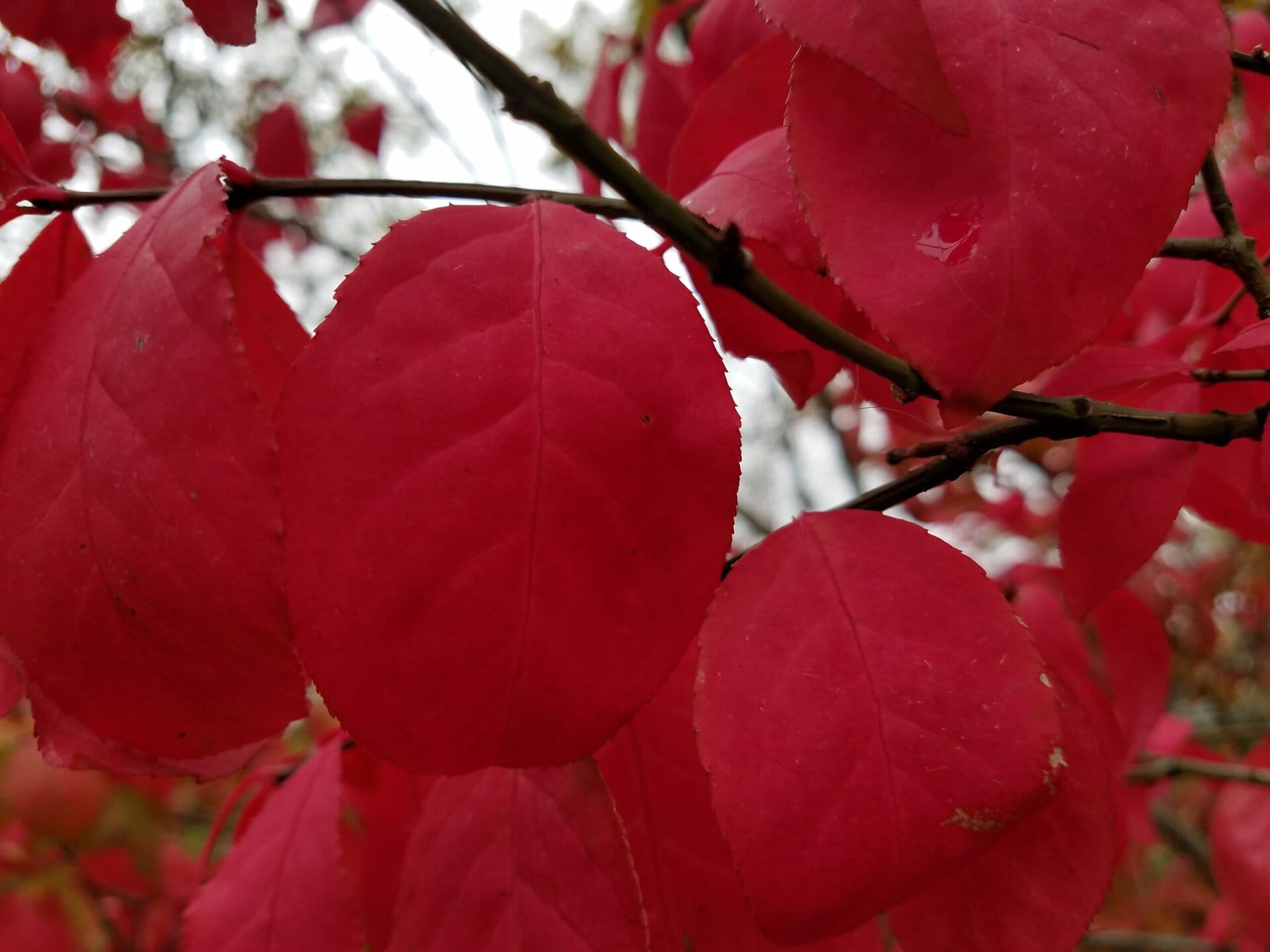 Close-up of vibrant red leaves on a branch, with several leaves in sharp focus and a blurred background of more red foliage and some sky visible through the branches.