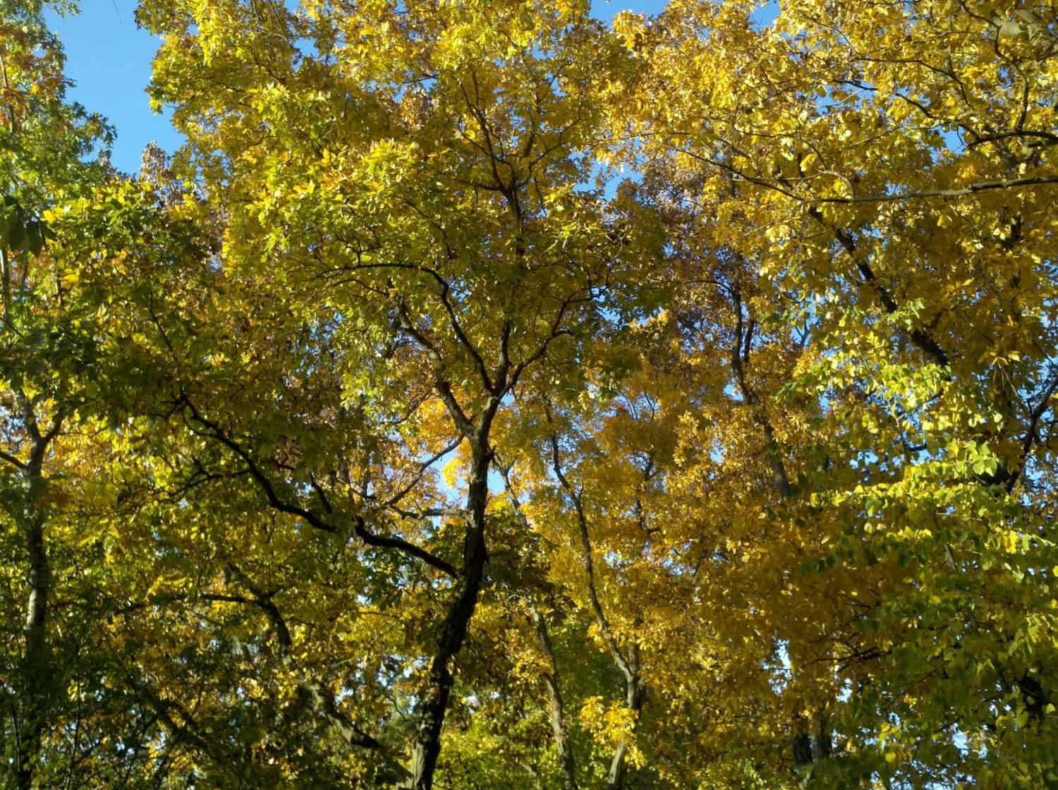 Fall Foliage #2 Tall trees with green and yellow leaves are shown against a bright blue sky, suggesting early autumn. Sunlight filters through the foliage, casting patches of light and shadow in the forest canopy.