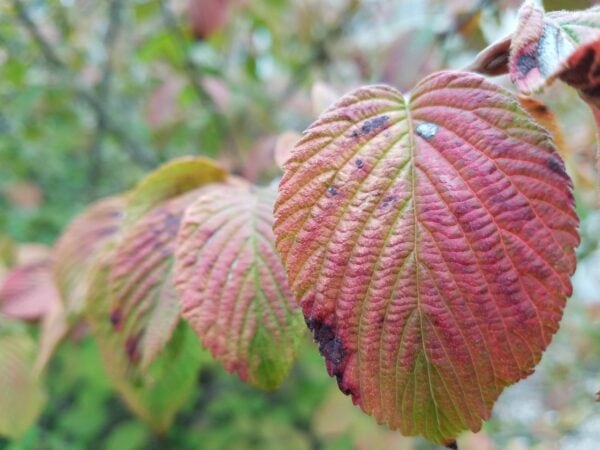 Close-up of reddish-brown leaves on a branch, showing detailed texture and small dark spots. The background is blurred with hints of green foliage.