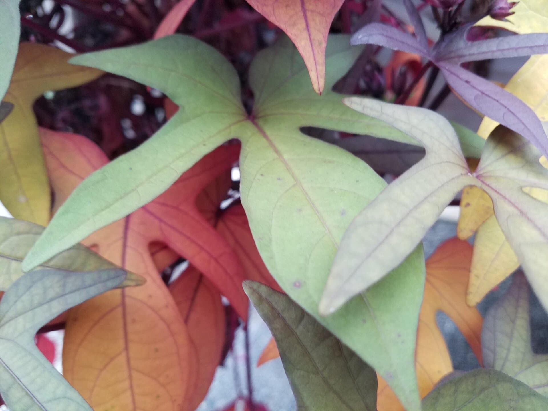 Close-up of colorful leaves in shades of green, yellow, orange, and purple, overlapping each other with visible veins and a soft focus background.