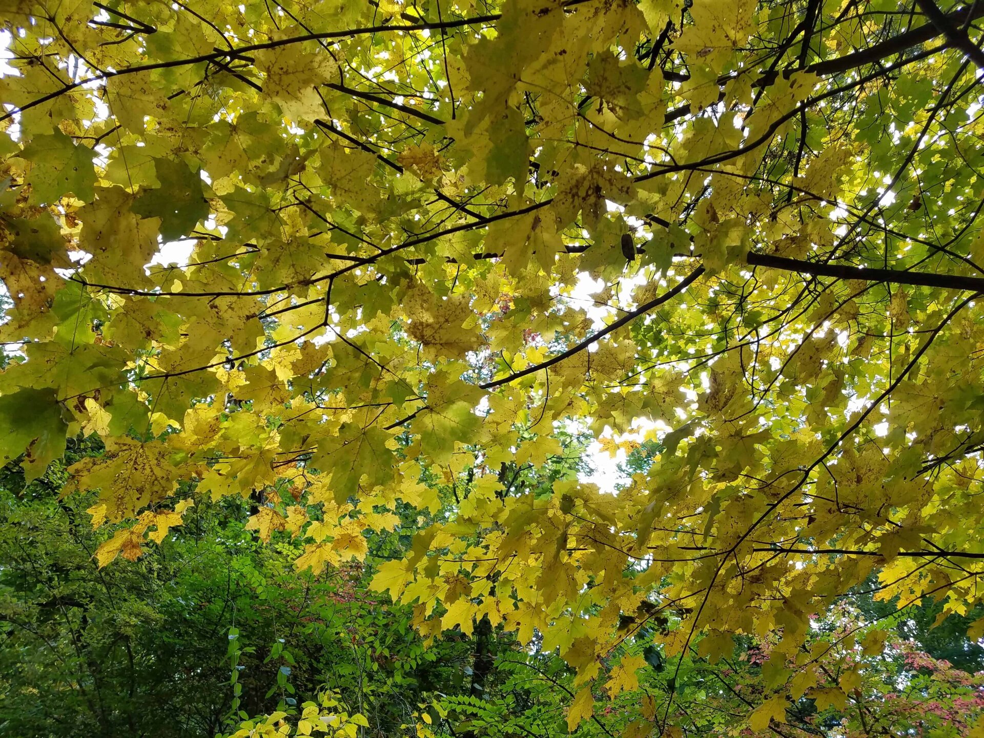 Yellow and green maple leaves cover tree branches, creating a dense canopy. Sunlight filters through the leaves, casting a mix of light and shadow. Some trees with green foliage are visible in the background.