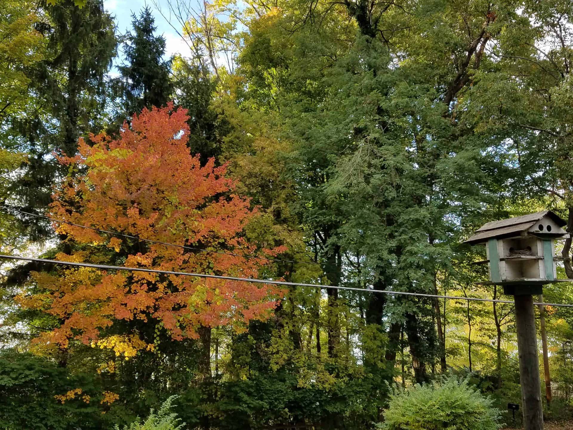 A birdhouse on a pole stands in front of tall trees; one tree has bright orange and yellow leaves, while the others are green. A wire runs horizontally across the scene.