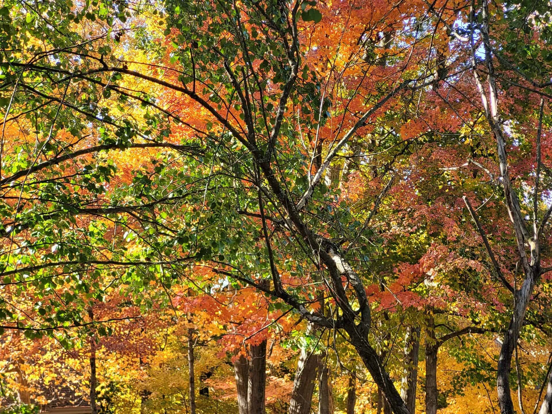 Colorful autumn trees with vibrant orange, yellow, and green leaves, sunlight filtering through branches, creating a warm, seasonal forest scene.
