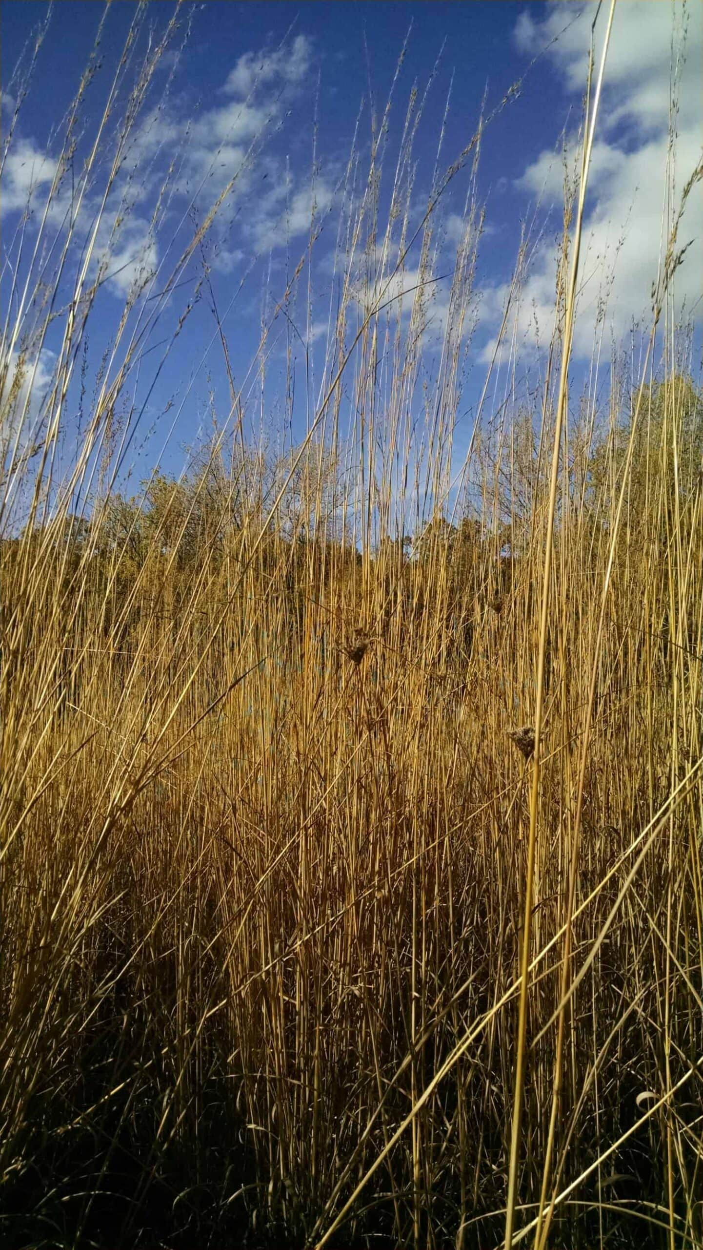 Tall, dry golden grass fills the foreground under a blue sky with scattered white clouds; trees with autumn foliage are visible in the background.