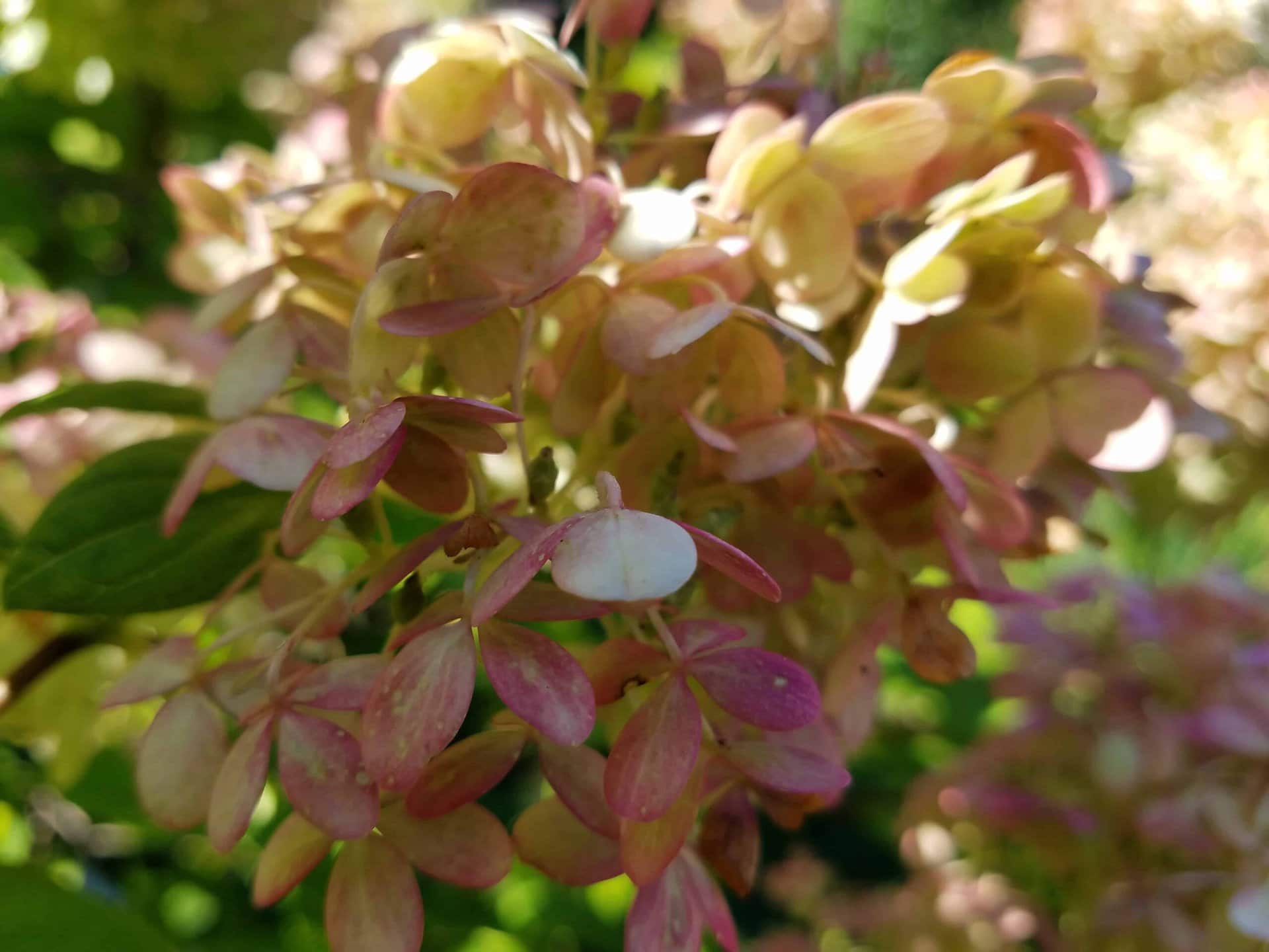 Close-up of a cluster of light pink and pale yellow flowers with green leaves in the background, softly blurred by sunlight.