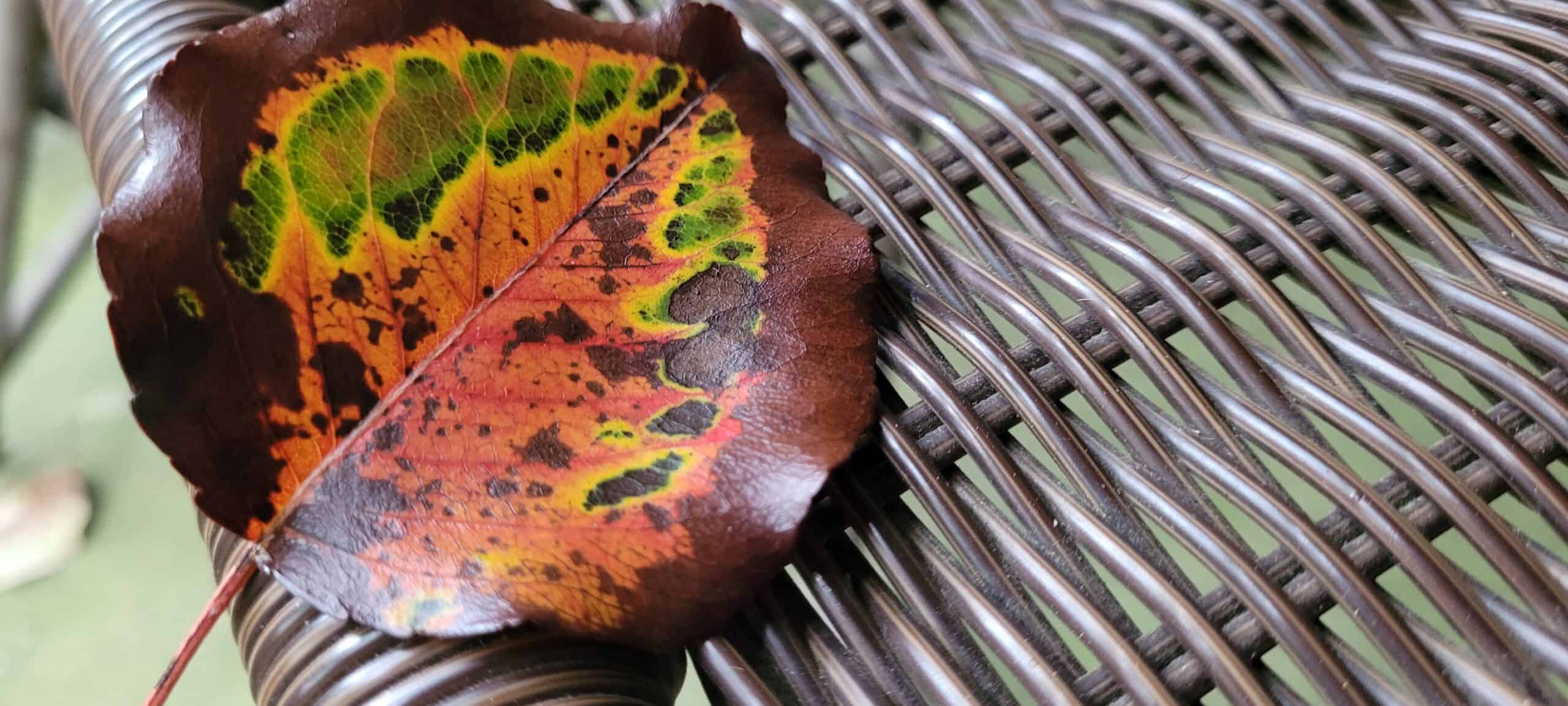A multicolored leaf showing green, yellow, and red patterns rests on a woven, brown outdoor chair.